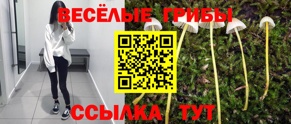 Галлюциногенные грибы Psilocybe Балтийск